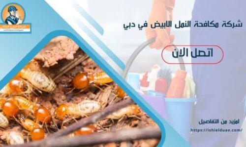 شركة مكافحة النمل الابيض في دبي
