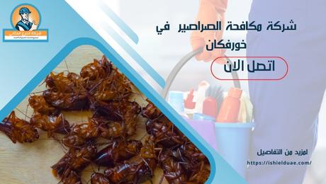شركة مكافحة الصراصير في خورفكان