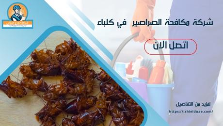 شركة مكافحة الصراصير في كلباء