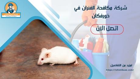 شركة مكافحة الفئران في خورفكان