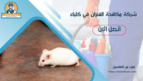 شركة مكافحة الفئران في كلباء