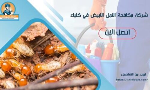 شركة مكافحة النمل الابيض في كلباء