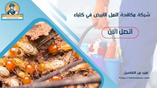 شركة مكافحة النمل الابيض في كلباء