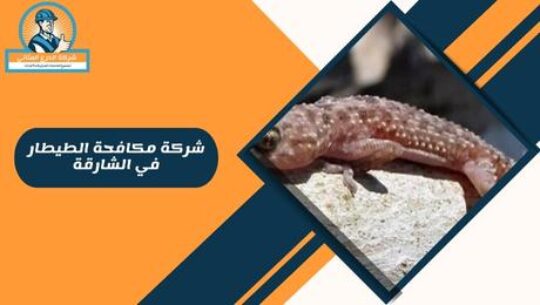 شركة مكافحة الطيطار في الشارقة