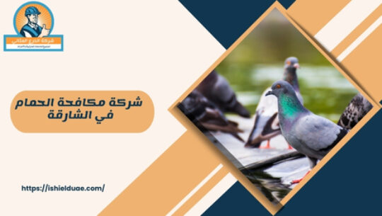 شركة مكافحة الحمام في الشارقة 