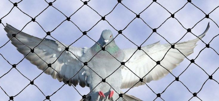 شركة مكافحة الحمام في دبي